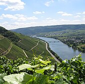 Крутые склоны Мозеля в немецких виноградниках. На переднем плане - листья и усики Vitis vinifera; зеленые лозы высаживают на склонах, чередуя зигзагообразно подпорные стены и дорожки. В долине река Мозель протекает под мостом рядом с деревней.