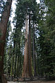 7 Le parc national de Sequoia