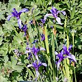 Iris ruthenica - Fleurs