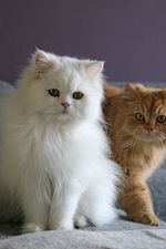 Miniatura para Persa tradicional (gato)