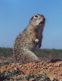 Description de l'image Spermophilus suslicus-small.JPG.