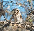 In Sariska National Park, Rajasthan, India.