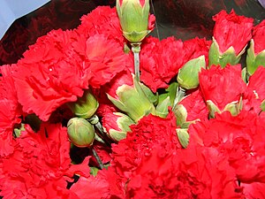 English: Dianthus caryophyllus (flowers red). ...
