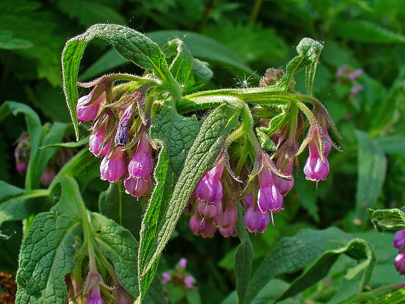 File:Symphytum officinale 002.JPG - Wikimedi