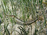 Among seagrass.