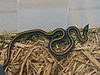 Thamnophis sirtalis annectens.jpg