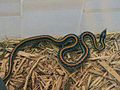 Texas Garter Snake, Thamnophis sirtalis annectens