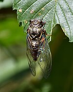 Tibicina haematodes – von oben