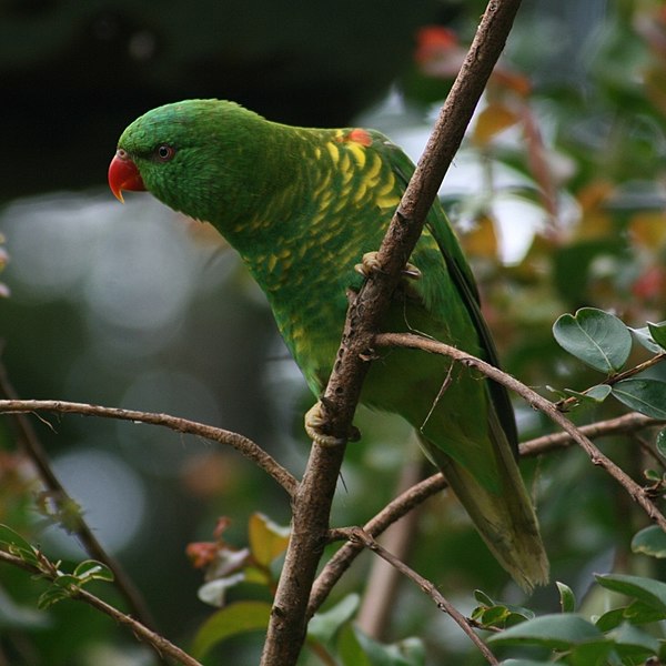 600px-Trichoglossus_chlorolepidotus_-Australia-8a-3c.jpg