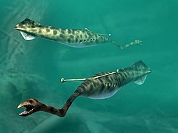 The Tully monster, a strange looking extinct animal with eyes like a hammerhead protruding from its back, may be an early jawless fish. Tullimonstrum NT small.jpg