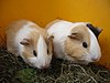 Two young quinea pigs 6.JPG