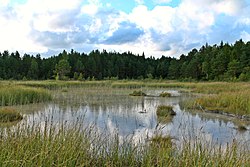 Järvi elokuussa 2015