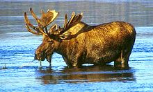 A moose in Siberia feeding on aquatic plants Wading moose.jpg