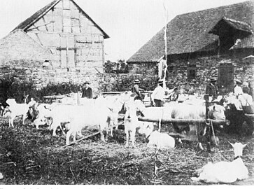 Ziegenmarkt in Praunheim um 1900 im alten Burghof, Ecke Graebestraße/Alt Praunheim