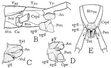 オオムカデ類の末端左側面（B, C, D）と腹面（E）[注釈 13] B, D, E: 雄、C: 雌
