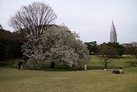 代々木公園