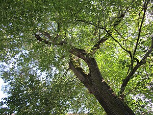 글라브라느릅(Ulmus glabra)