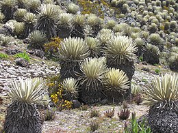 Paramo-növényzet Piñango közelében, Venezuela Mérida szövetségi államában