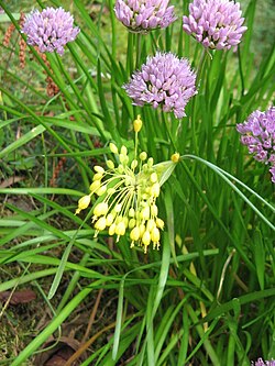 A. flavum & A. lusitanicum.jpg