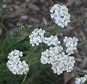 Achillea millefolium, BioTrek, Kaliforniya Eyalet Politeknik Üniversitesi, Pomona.