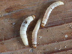 Achroia grisella caterpillars kleine wasmot rupsen (1).jpg