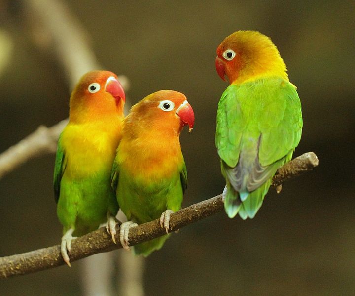 File:Agapornis fischeri -Ueno Zoo, Japan -three-8a-4c.jpg