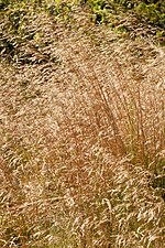 Miniatura para Agrostis canina