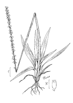 Description de l'image Aletris aurea drawing.png.