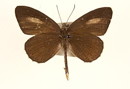 Paragerydus horsfieldi