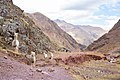 Alpacas in the mountains