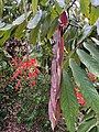 Flower, new red leaves, and mature green leaves