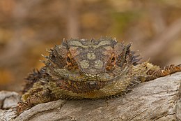 Head-on view of an Eastern Bearded Dragon. Brisbane, Australia