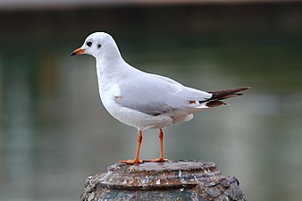 Non-breeding plumage