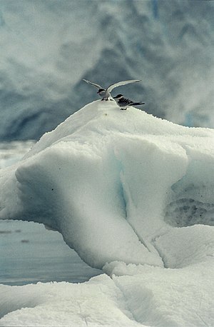 Sterna vittata, Antarctica
