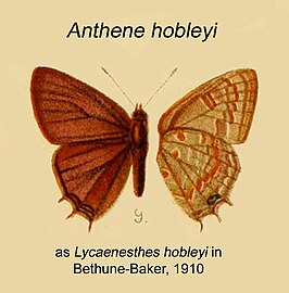 Anthene hobleyi