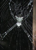 Miniatura para Argiope submaronica