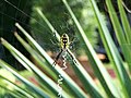 Yellow garden spider, Argiope aurantia in an orb web.