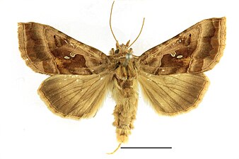 Violettrött metallfly, Autographa jota