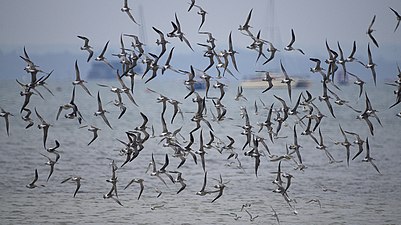 In flight, Dorset