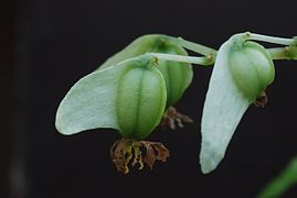 Fruits de Begonia glabra var. amplifolia