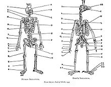 Belon's comparison of birds and humans in his Book of Birds, 1555 BelonBirdSkel.jpg