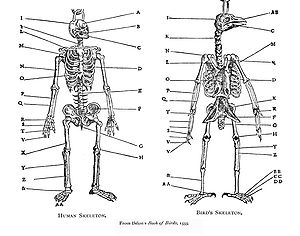 Pierre Belon systematically compared the skeletons of birds and humans in his Book of Birds (1555) BelonBirdSkel.jpg