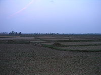 Paddy field after sowing