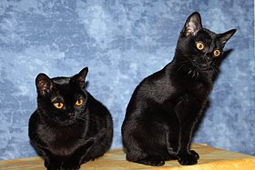 Chats noirs de race bombay.