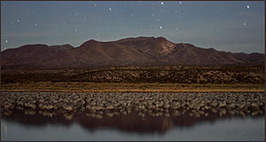 Sandhill cranes sleep under a starry sky at Bosque del Apache National Wildlife Refuge.