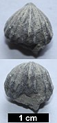 Small brachiopod