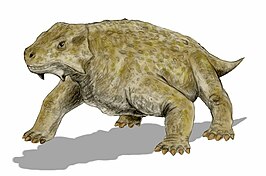 Bradysaurus