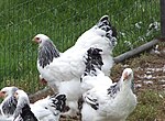 Poules Brahma blanc herminé noir