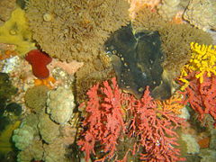 Brown klipfish on bryozoan