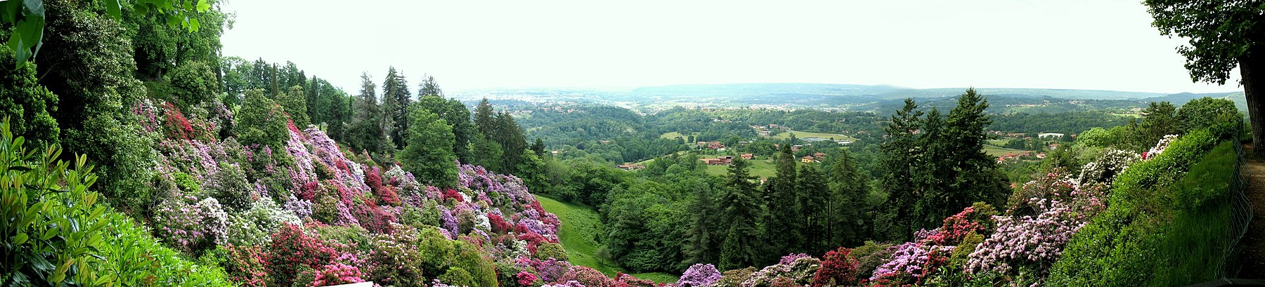 цветущие азалии в Италии